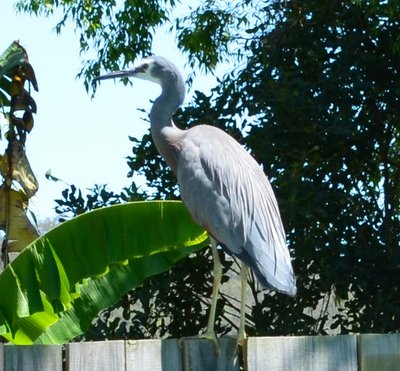 White Faced Heron