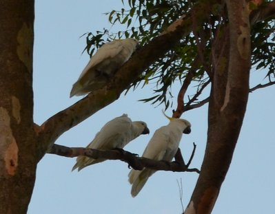 Sulphur Crested Cockatoos