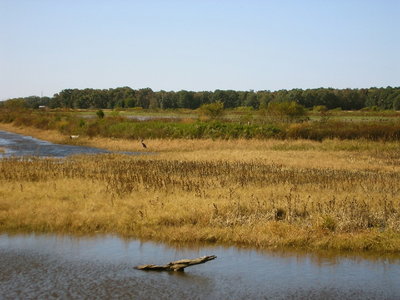 Blackwater National Wildlife Refuge