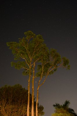 Mars &amp; Spica through my Grey Gum, 2014-04-03, 20:53+10