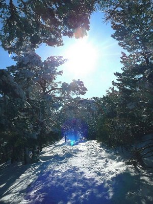 Albedo in a snowy forest, in the Sierra Nevada, Spain