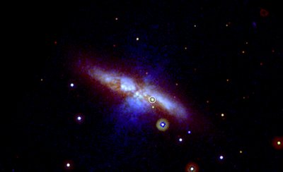 Swift's UVOT captured the new supernova (circled) in three exposures taken on <br />Jan. 22, 2014. Mid-ultraviolet light is shown in blue, near-UV light in green and <br />visible light in red. Thick dust in M82 scatters much of the highest-energy light, <br />which is why the supernova appears yellowish here. The image is 17 arcminutes <br />across, or slightly more than half the apparent diameter of a full moon. <br />(Credit: NASA/Swift/P. Brown, TAMU)