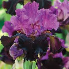 Purple Iris.jpg