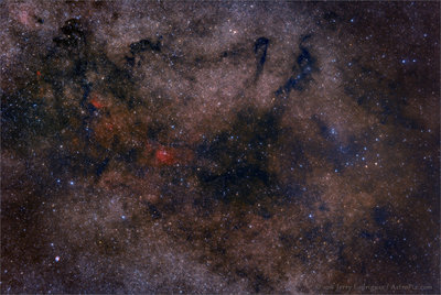 Vulpecula.jpg