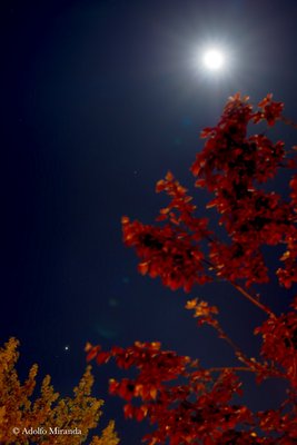 _AMB5797moon, jupiter and moons_jpg.jpg