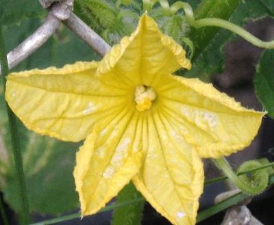 cucumber bloom