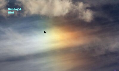 birdsundog_rayego_960.jpg