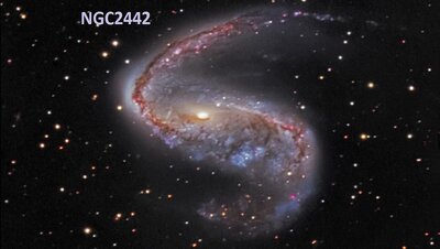 NGC2442_ssroGoldman720.jpg