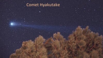 hyakutake_tree_nj_big.jpg