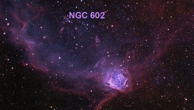 NGC602Web_goldman950.jpg