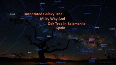 MWTree_Toledano_1080_annotated.jpg