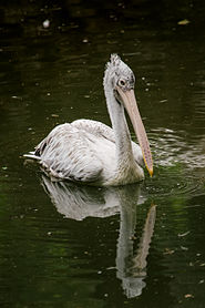 185px-Pelecanus_Philippensis.jpg