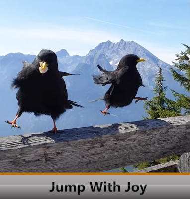 Jump with joy birds.png