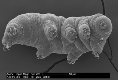 tardigrade-111202-02.jpg