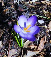 crocus 002.jpg