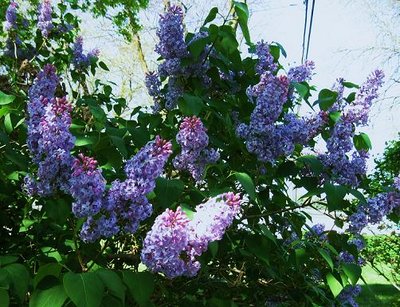 lilac 001.jpg