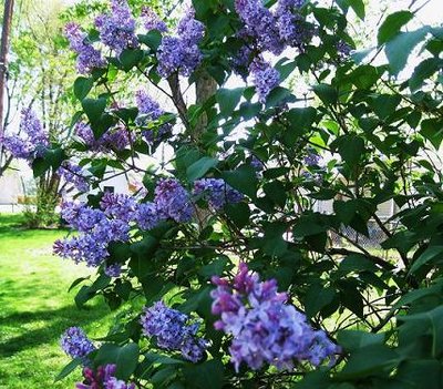 lilac 003.jpg