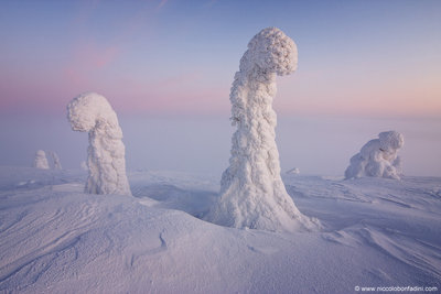 snowtrees_bonfadini_960.jpg