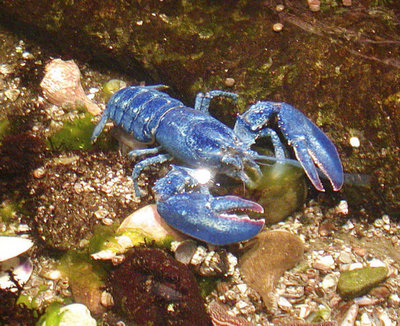 Blair Doucettte, Rhode Island, rare blue lobster caused by mutation