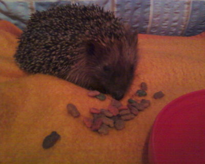 My guest the hedgehog - the red disk is a frisbee disk with water