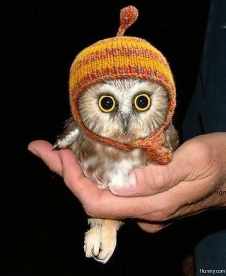 cute-owl.jpg