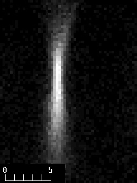 Mutiple psf,  side view (one sees the ZY plane) reconstructed from a confocal microscopy stack,