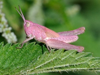 bow-winged-grasshopper.jpg