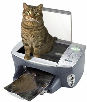 5926965642_copycat_tabby_cat_sitting_on_a_copier_xlarge.jpg