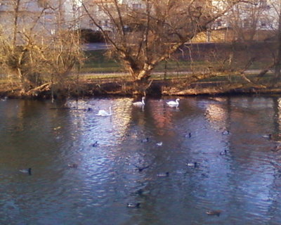 Starring the swan family along with ducks in the small river Lahn