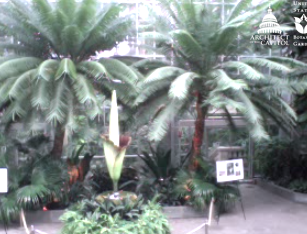 Titan Arum starting to bloom