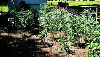 garden 001.jpg